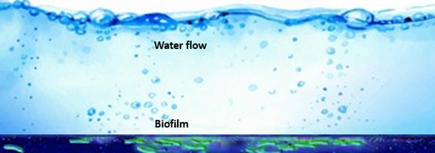 How biofilms form